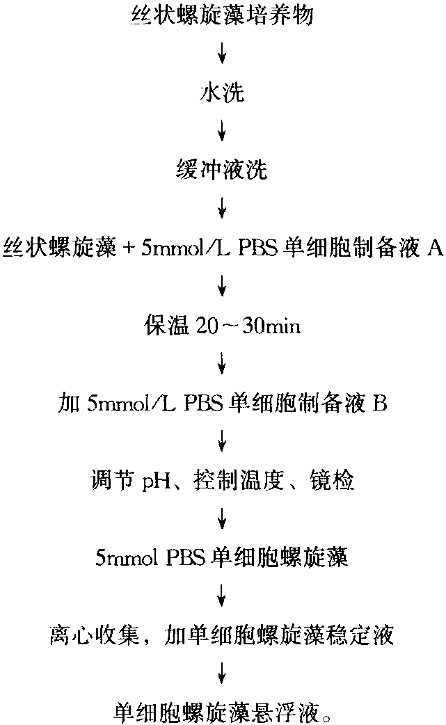 二、螺旋藻的生產(chǎn)